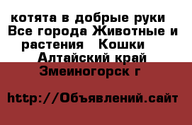 котята в добрые руки - Все города Животные и растения » Кошки   . Алтайский край,Змеиногорск г.